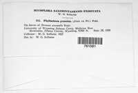 Phyllachora graminis image
